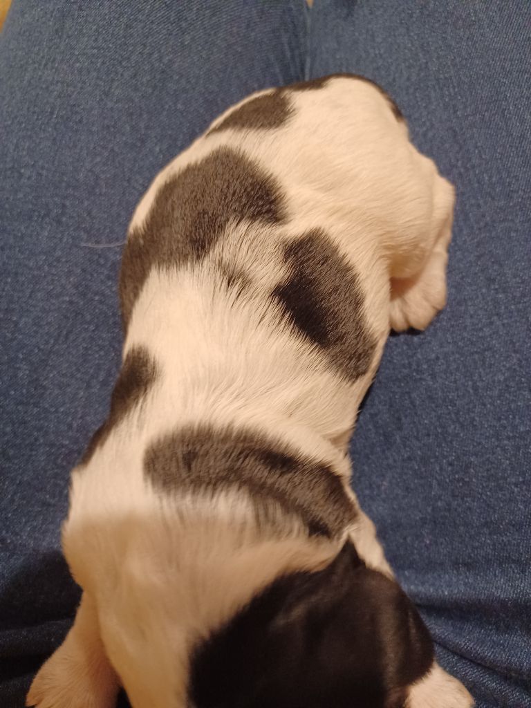 Des Cinq Moulins - Chiots disponibles - Cocker Spaniel Anglais