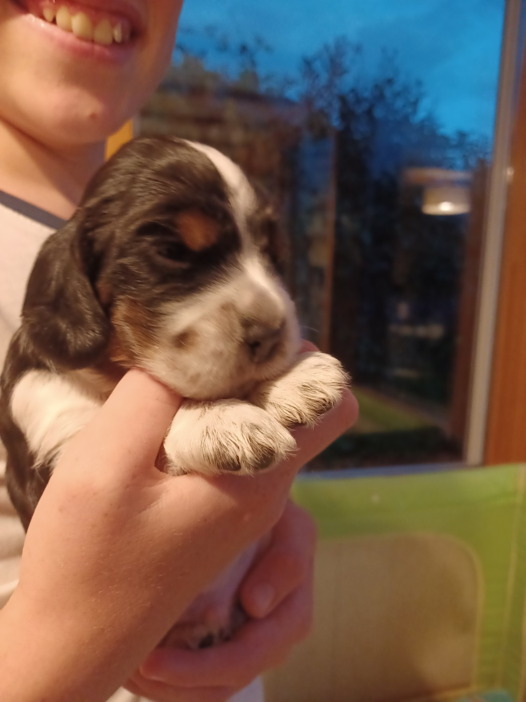 Des Cinq Moulins - Chiots disponibles - Cocker Spaniel Anglais