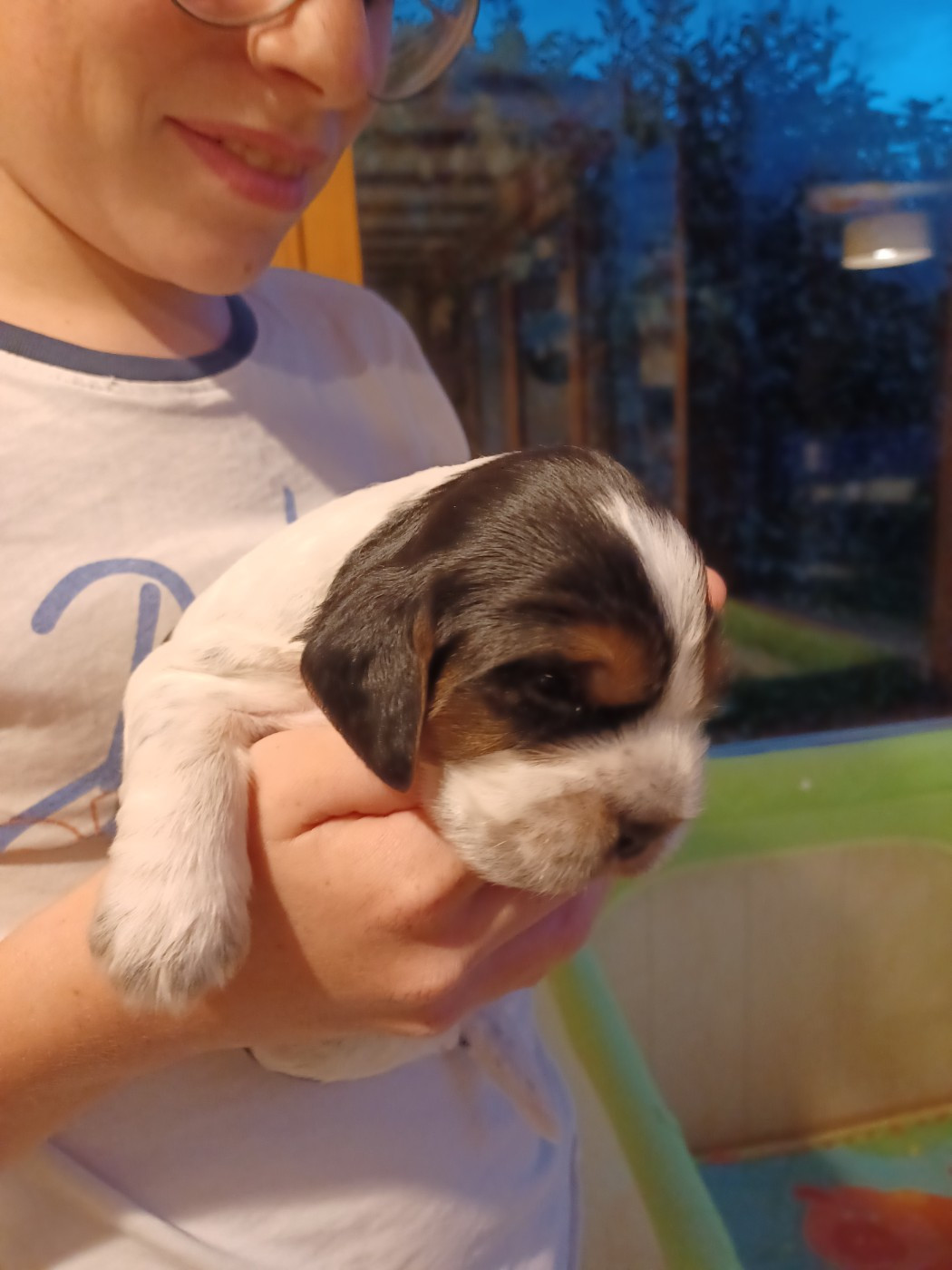 Des Cinq Moulins - Chiots disponibles - Cocker Spaniel Anglais