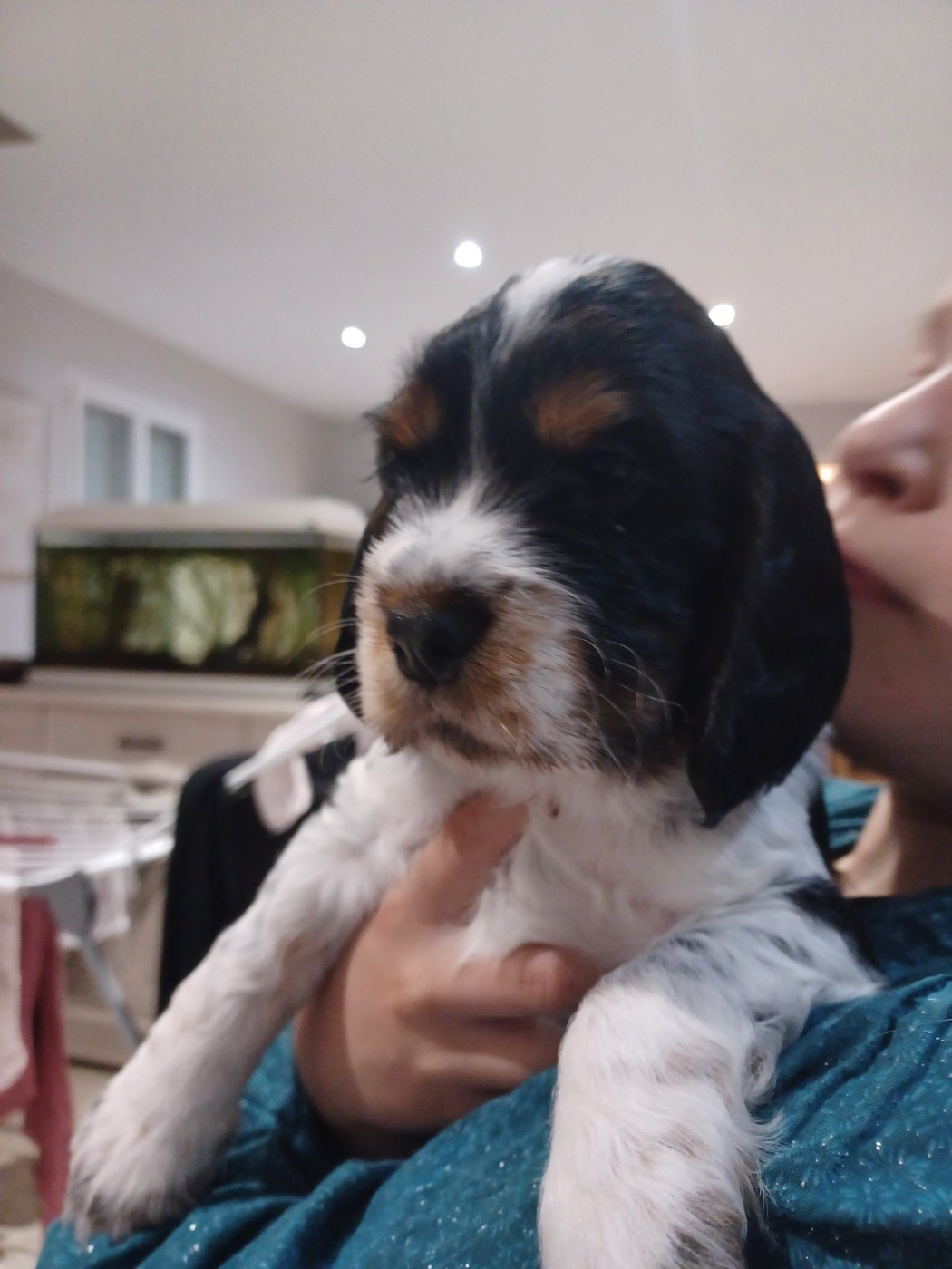 Des Cinq Moulins - Chiots disponibles - Cocker Spaniel Anglais