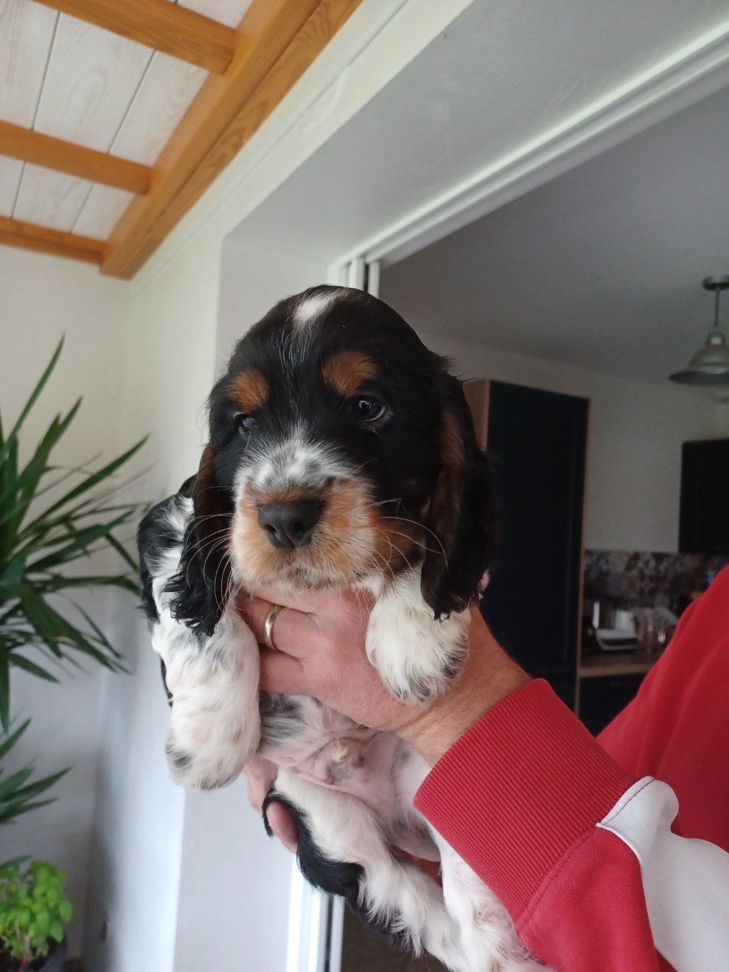 Des Cinq Moulins - Chiots disponibles - Cocker Spaniel Anglais
