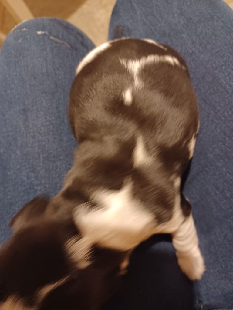 Des Cinq Moulins - Chiots disponibles - Cocker Spaniel Anglais