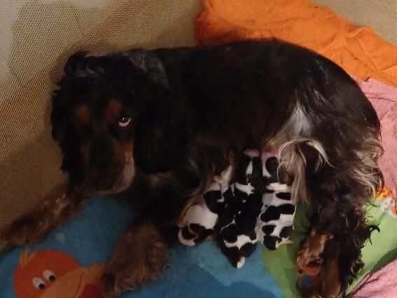 Chiot Cocker Spaniel Anglais Des Cinq Moulins